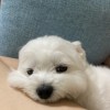 雅淳