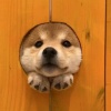 拖地机器人?