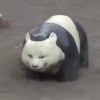 楊上九