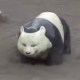 楊上九
