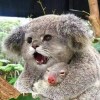 野猫