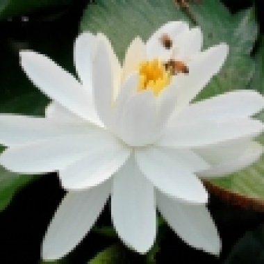 TimMorning_Star