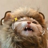 哇啦哇啦