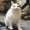 靜香