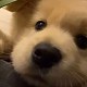下輩子當有錢人家的狗狗