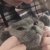 仙猪