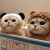 Yojul-