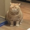 Mimimi