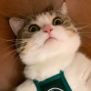 派大瑄