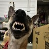 喜樂兒