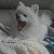 艾家犬