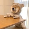 ʕ•̫͡•ʔ