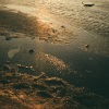 Pui