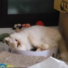 肜