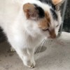 yuchic
