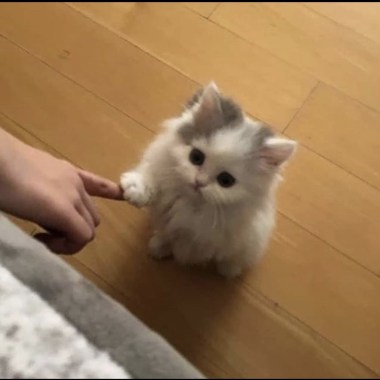 枯萎