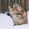是个猫子