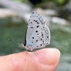 yuki_white
