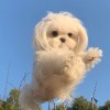 海鮮狗勾