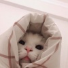幽靈?