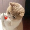 杀不死孤独