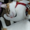 yuvie