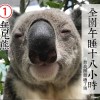 Sleepy Koala