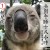 Sleepy Koala