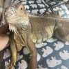 楊小萱