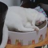 葉耶耶