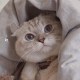 思伃.