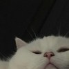 yzccc