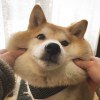 綠奶茶