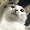 恬綺