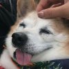 屁熊