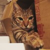 馬鈴薯先生