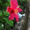 朱槿花