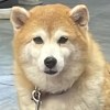 Doooog
