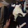 蔡岳軒