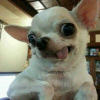 Toby