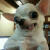 Toby