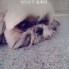 洪擇