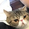酱爆肥猪肉
