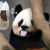 熊貓貓熊