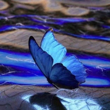 BUTTERFLY demo