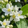 巜茉莉花茶》