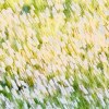 Sports Car ( The Wedding Present Cover)