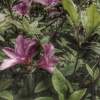 【歌吟落花】陶笛