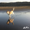 狗狗 The Dog Song