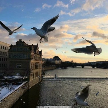 Seagle